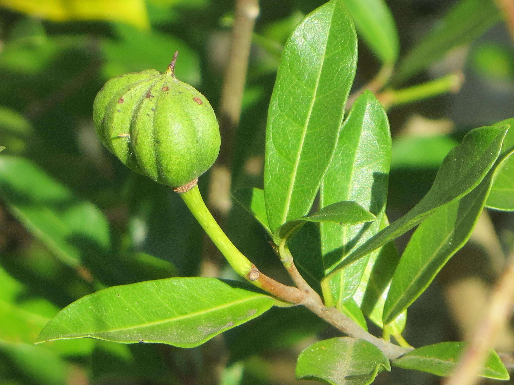 Слика од Xylotheca kraussiana Hochst.