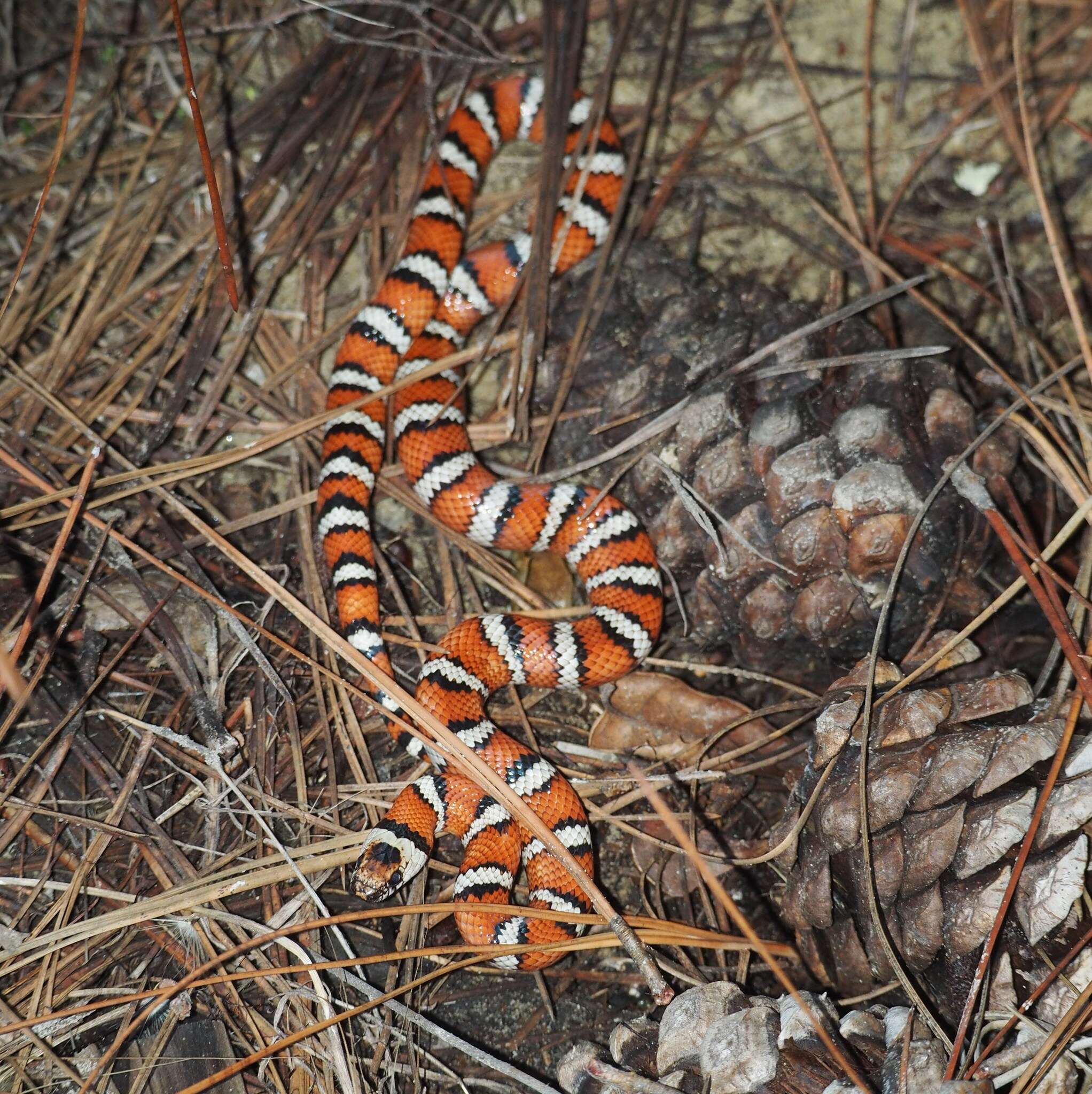 Image of California Mountain Kingsnake