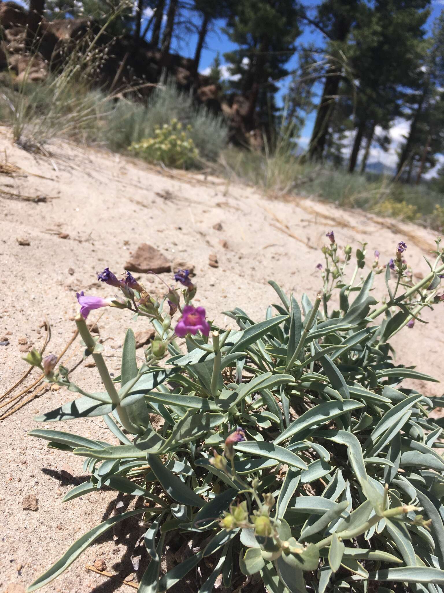 Image of Lone Pine beardtongue