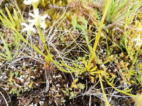 Image de Halenia major Wedd.