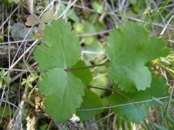 Imagem de Chamarea gracillima (H. Wolff) B. L. Burtt