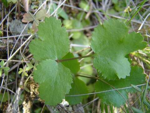 Image of Chamarea gracillima (H. Wolff) B. L. Burtt