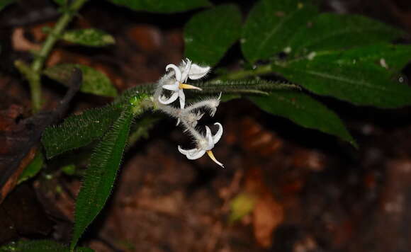 Image of Argostemma parvifolium var. involucratum (Hemsl.) Bakh. fil.