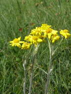 Image of Tephroseris integrifolia subsp. jailicola (Juz.) Greuter