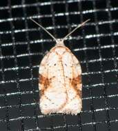 Image of Acleris cervinana Fernald 1882