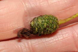 Image of Alder Tongue Gall