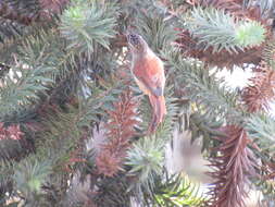 Image of Araucaria Tit-Spinetail