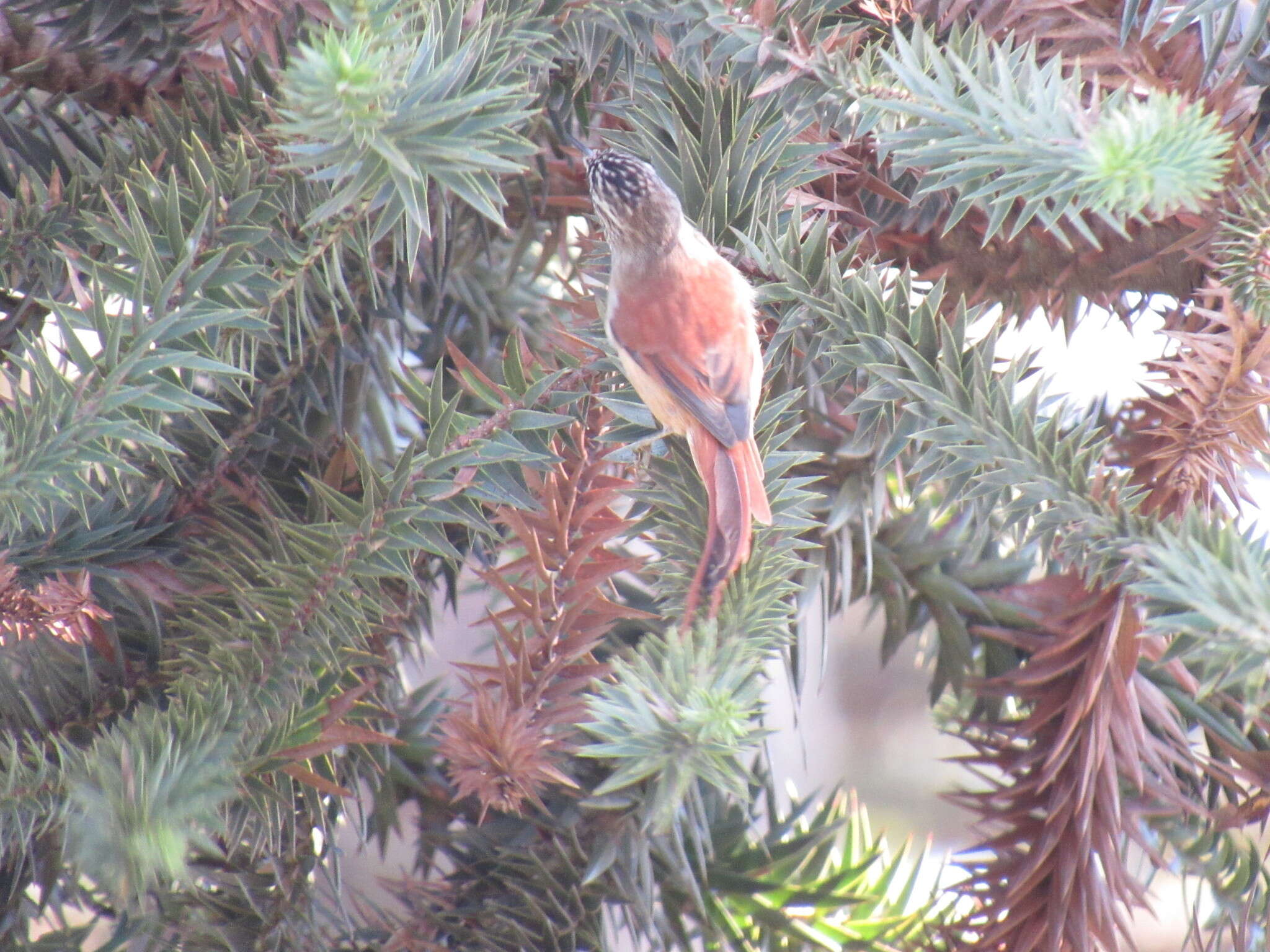 Image of Araucaria Tit-Spinetail