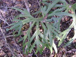 Image of Anthurium podophyllum (Cham. & Schltdl.) Kunth