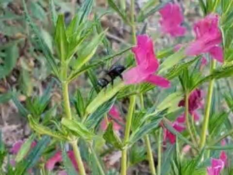 Image of Xylocopa tabaniformis orpifex Smith 1874