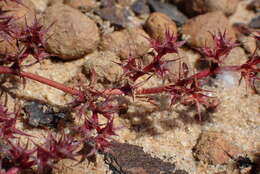 Image of knotweed spineflower