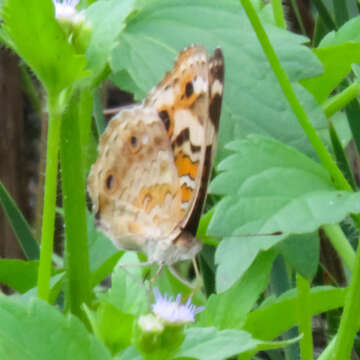 Image de Junonia orithya ocyale Hübner (1816)