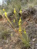 Imagem de Bulbine glauca (Raf.) E. M. Watson