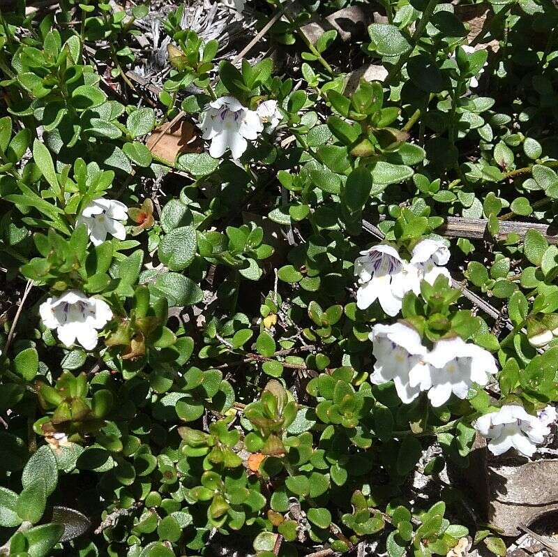 Image of Prostanthera saxicola R. Br.