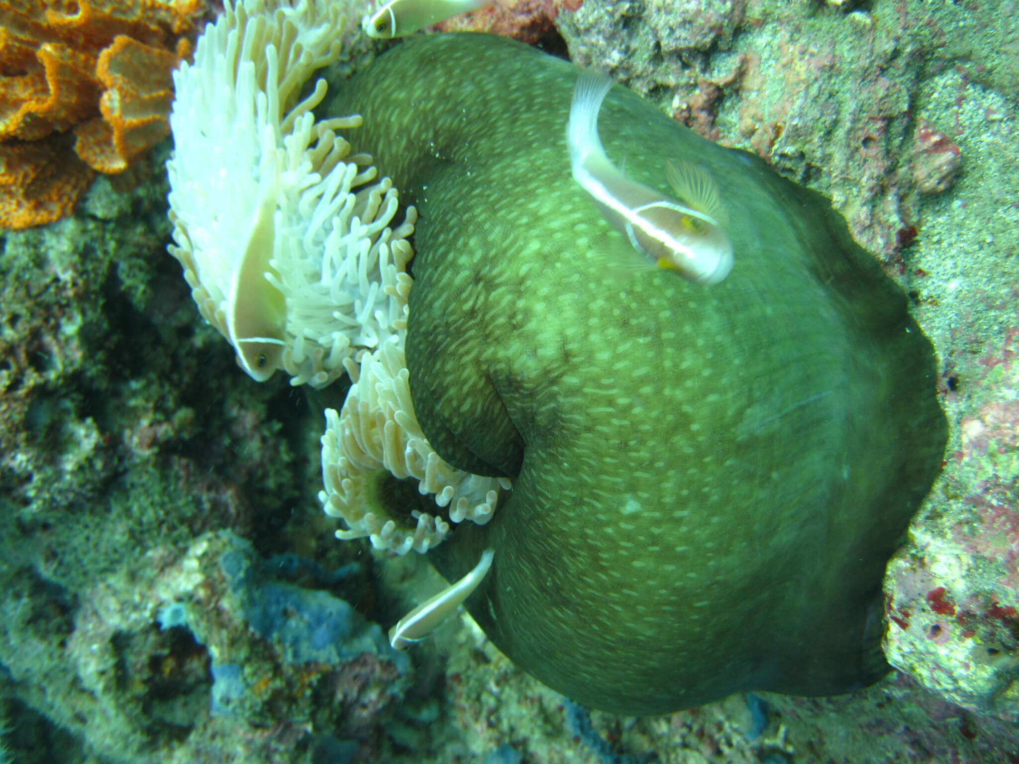 Image of Bulb-Tip Anemone