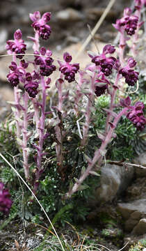 Image of Saxifraga sempervivum C. Koch