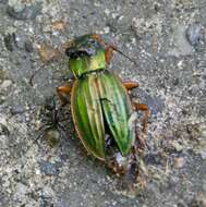 Imagem de Carabus (Tachypus) auratus Linnaeus 1760