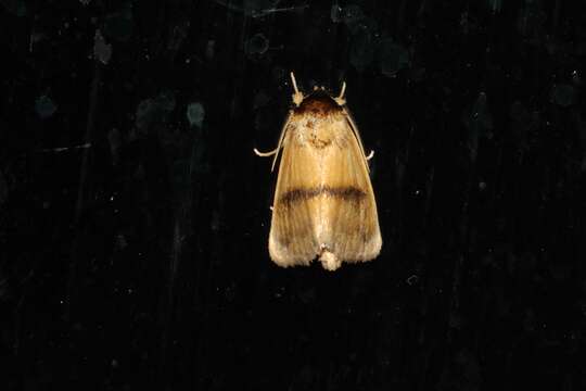 Image of Pitcher Plant Mining Moth