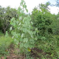 Imagem de Abutilon angulatum (Guill. & Perr.) Mast.