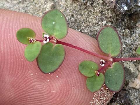 Image of Euphorbia vizcainensis Maya-Lastra & V. W. Steinm.