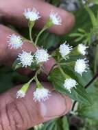 صورة Ageratina rothrockii (A. Gray) R. King & H. Rob.