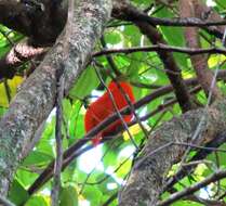 Image of Orange Dove