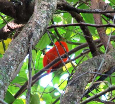 Image of Orange Dove