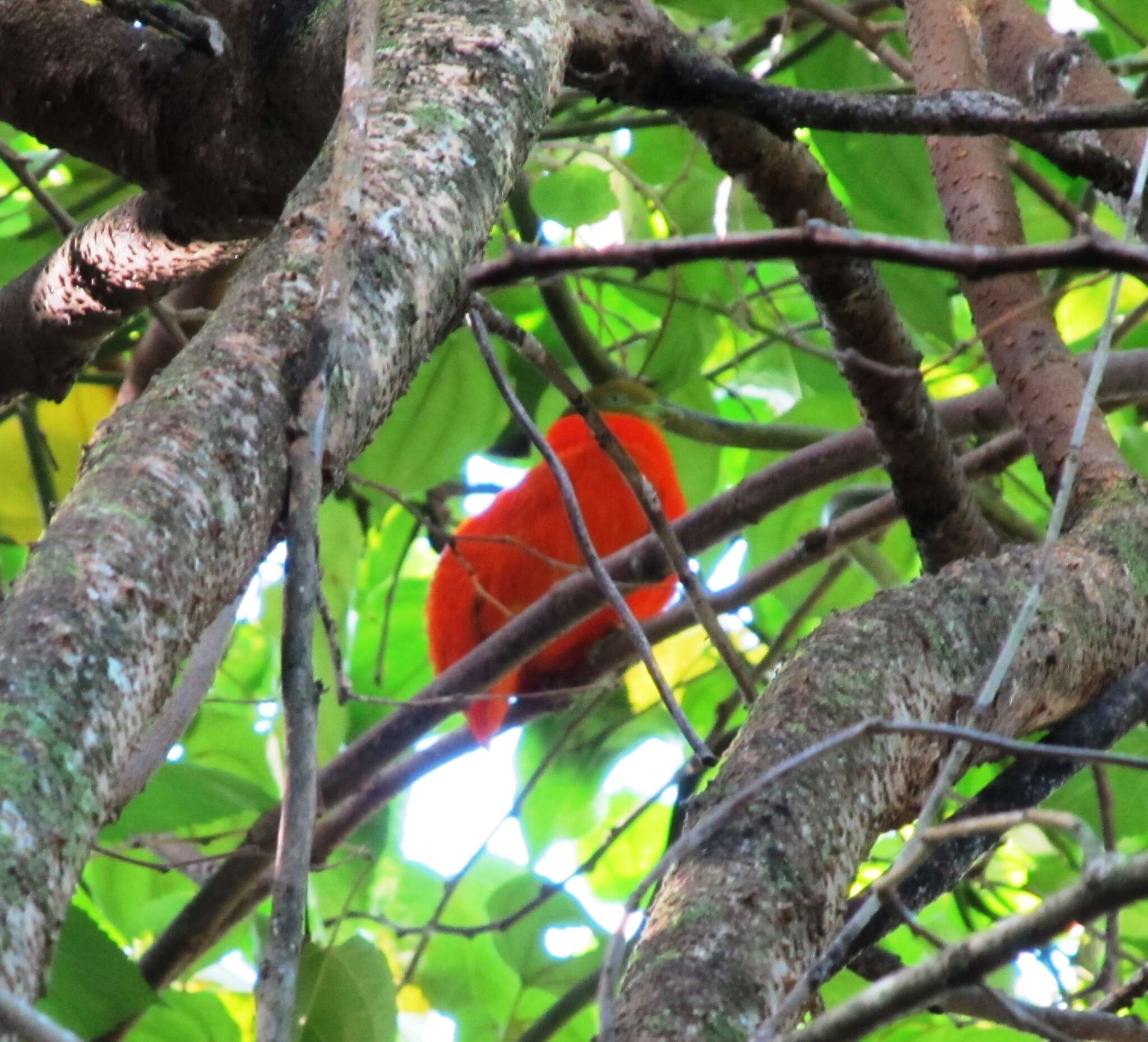 Image of Orange Dove