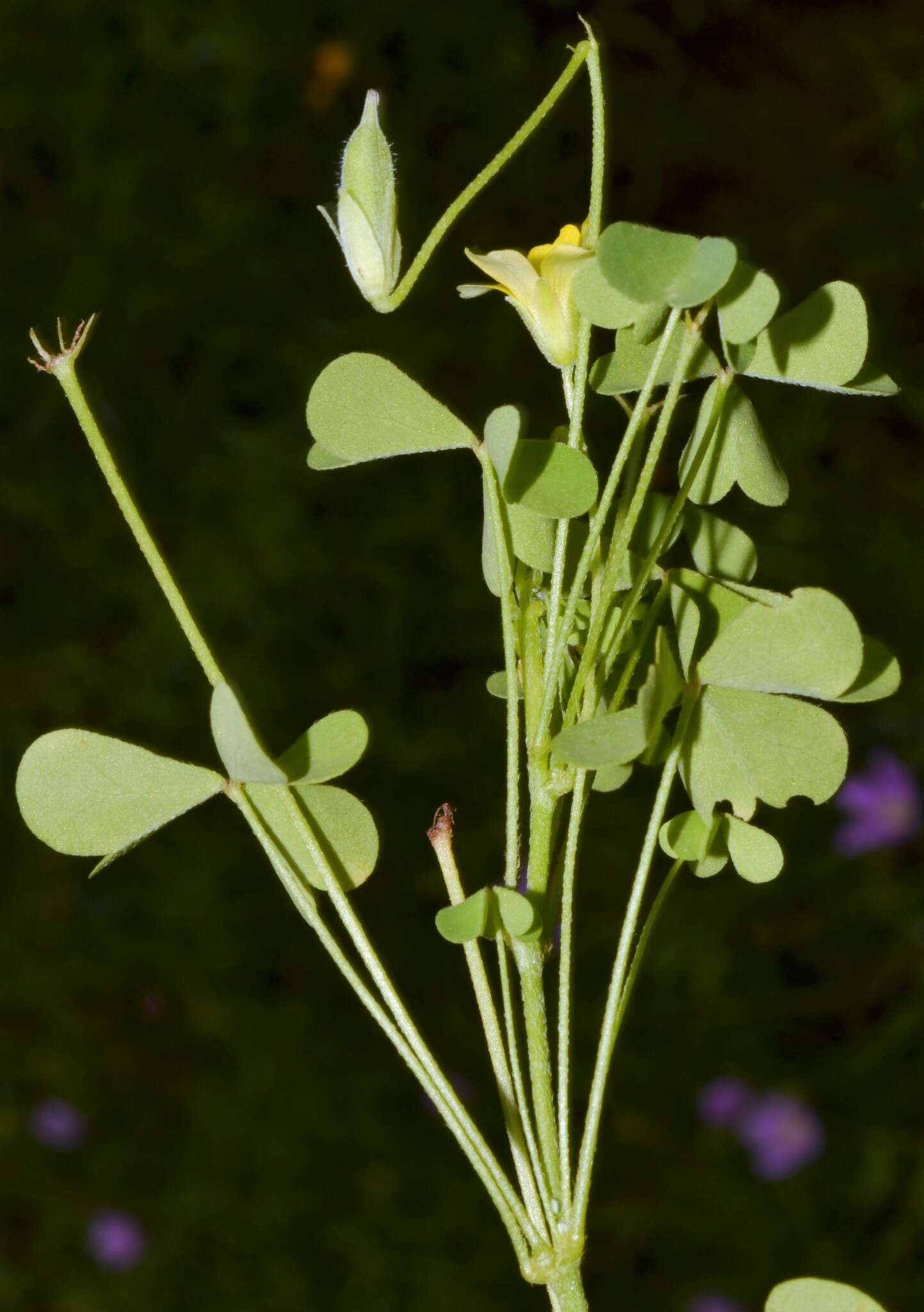 Sivun Oxalis priceae subsp. texana (Small) Eiten kuva