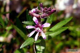 Image of Cuphea fruticosa Spreng.