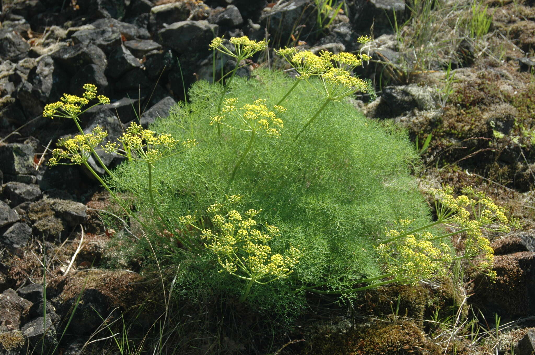 Image of Klickitat desert parsley