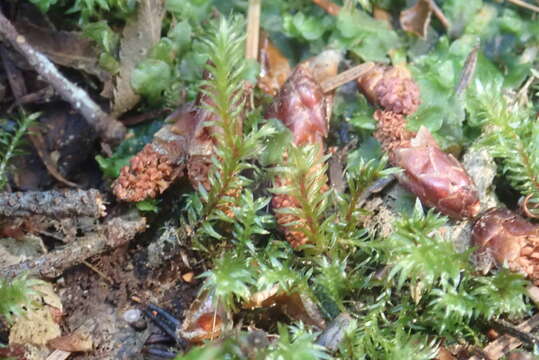 Image of longbract pohlia moss