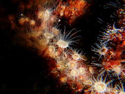 Image of gray encrusting anemone