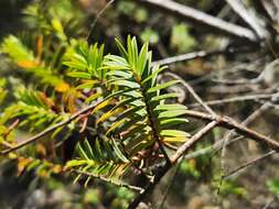 Image de Hypericum lanceolatum Lam.