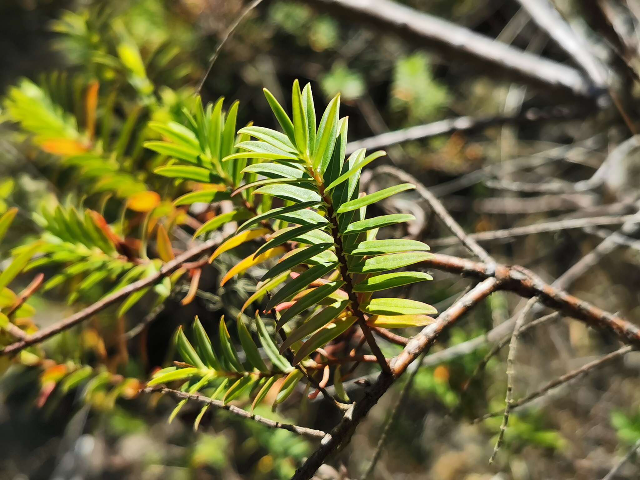 Image of Hypericum lanceolatum Lam.