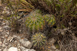 Image of Ferocactus flavovirens (Scheidw.) Britton & Rose