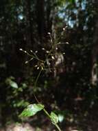 Image of Panicum brevifolium L.