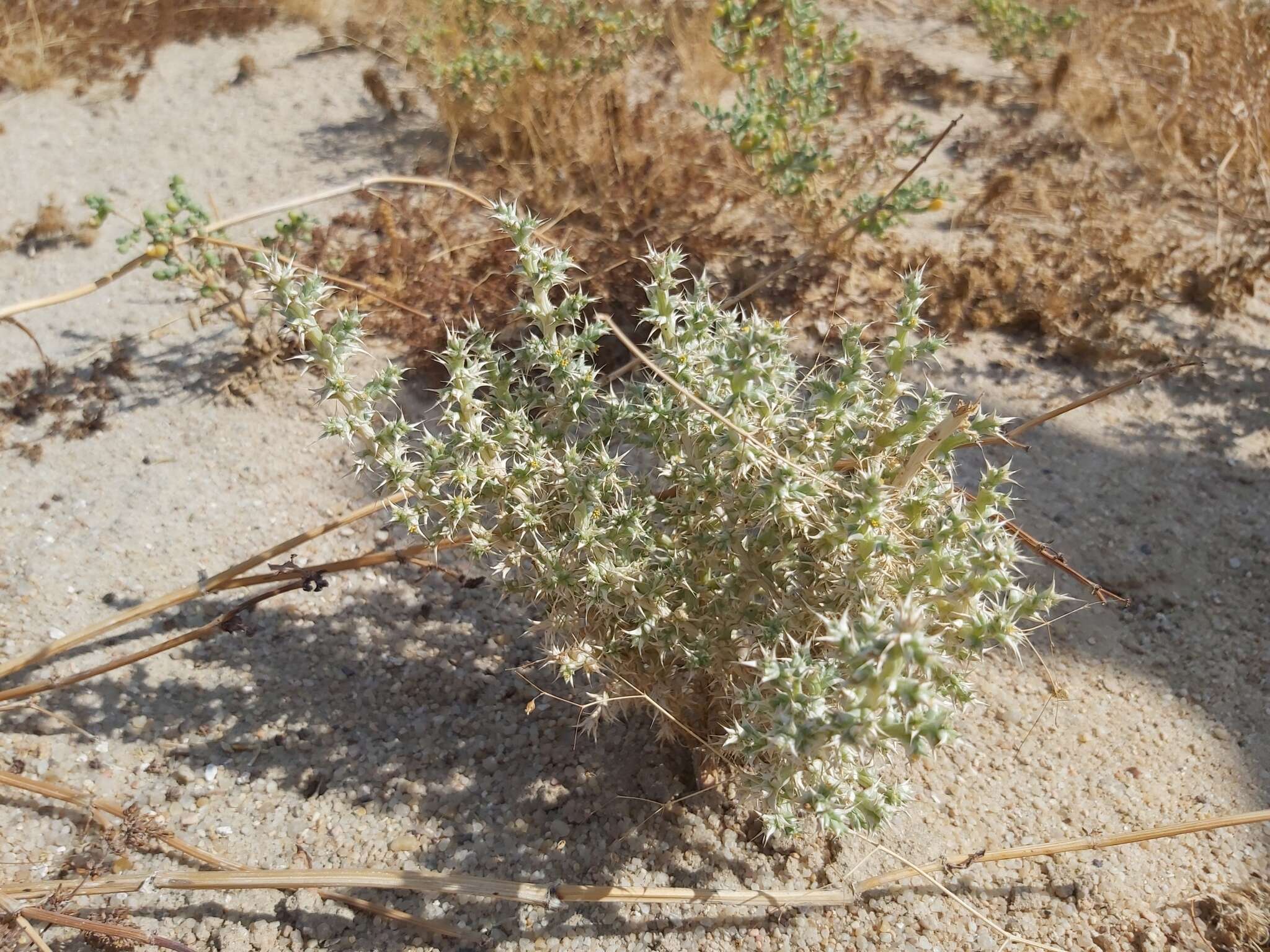 Imagem de Cornulaca aucheri Moq.