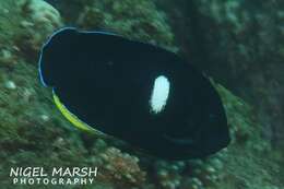 Image of Black Angelfish