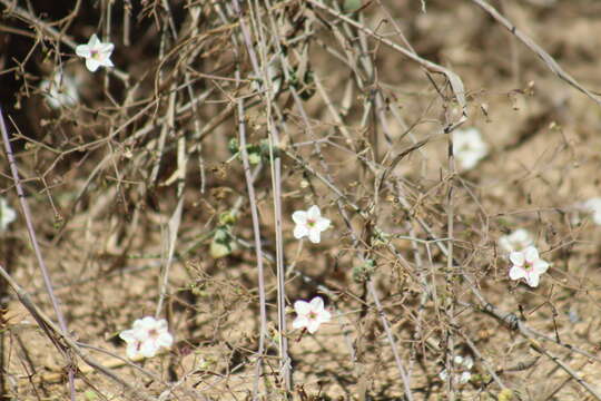 Imagem de Commicarpus brandegei (Standl.) Standl.