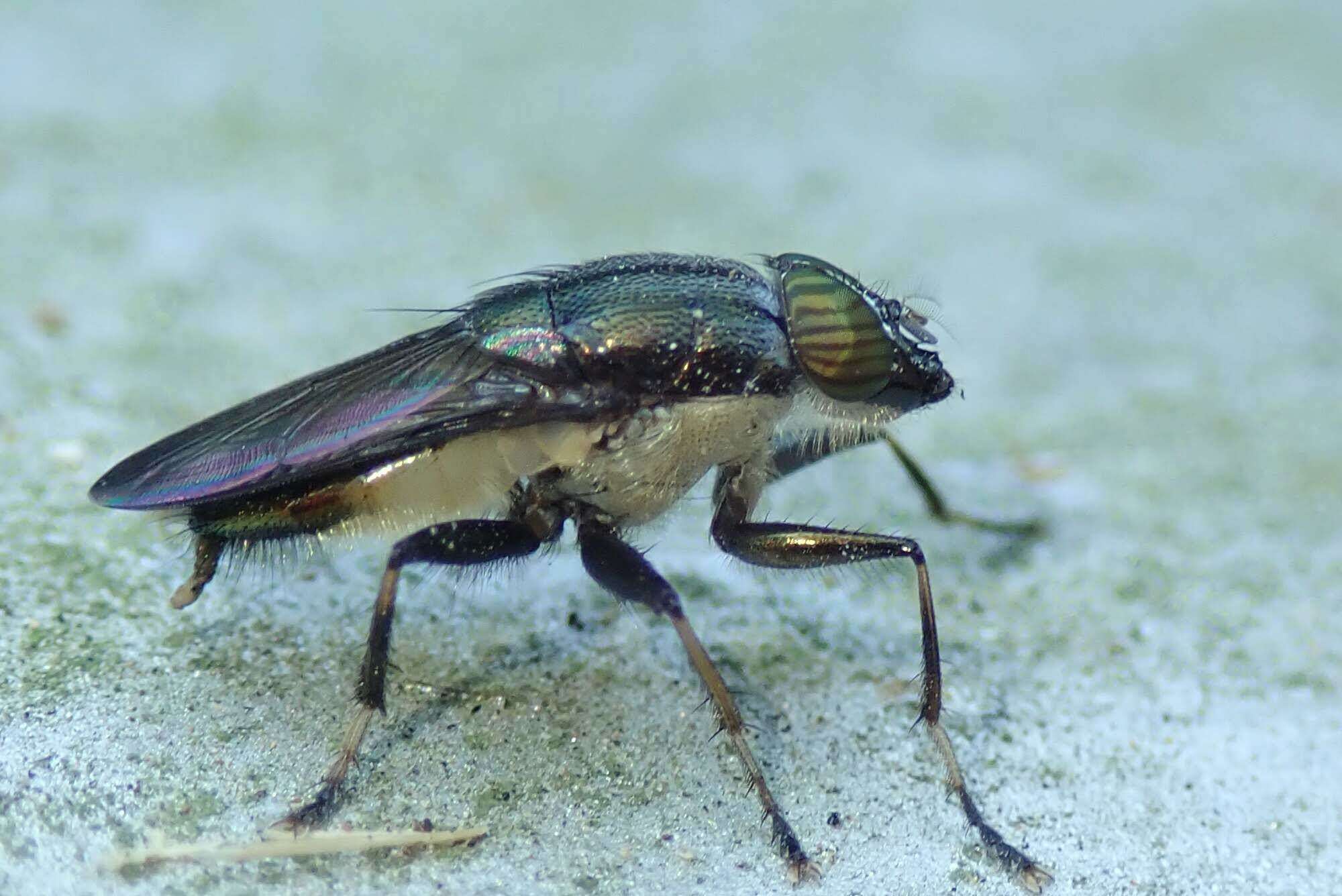 Idiella euidielloides Senior-White 1923 resmi