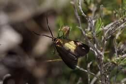 Image of Pollanisus cupreus Walker 1854