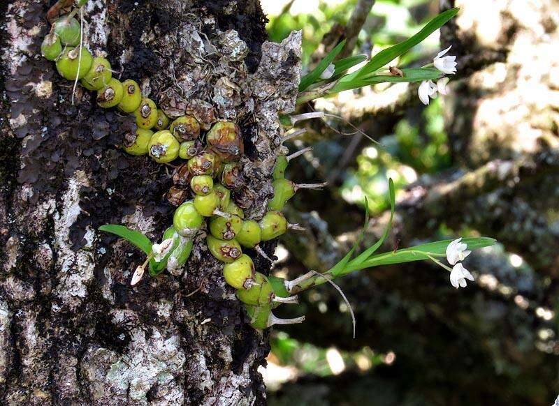 Imagem de Polystachya ottoniana Rchb. fil.