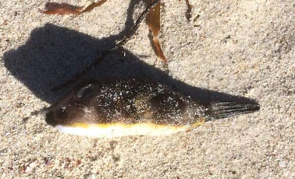 Image of Bluespotted Toadfish