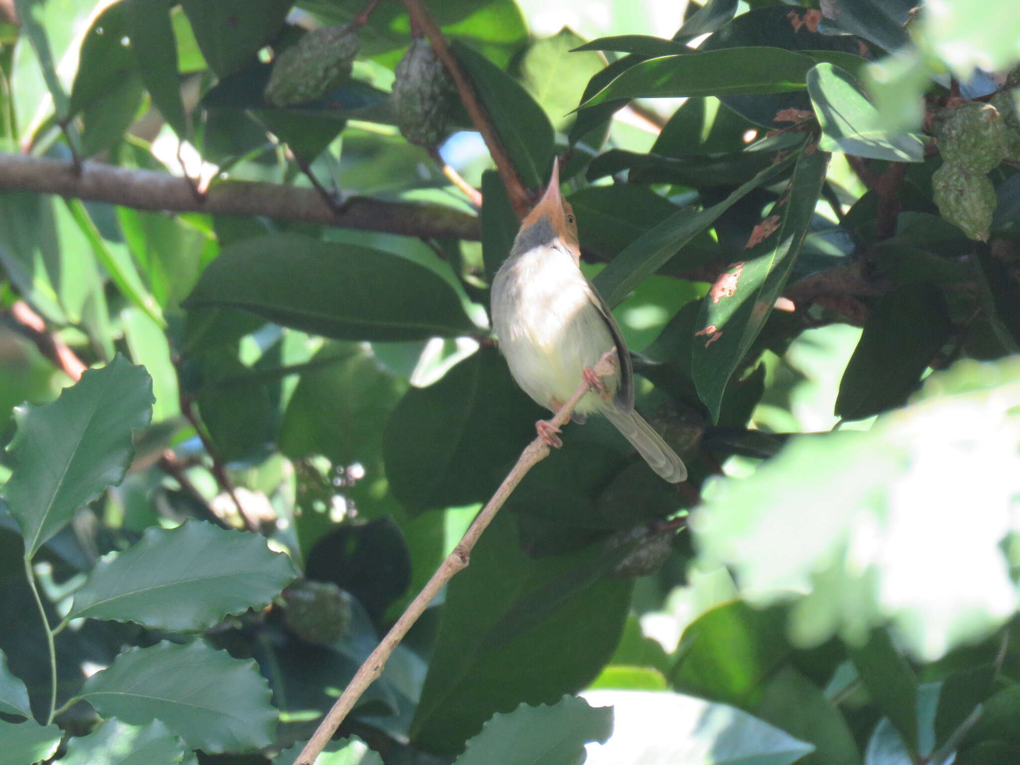 Image of Olive-backed Tailorbird