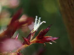 Scleria harlandii Hance的圖片