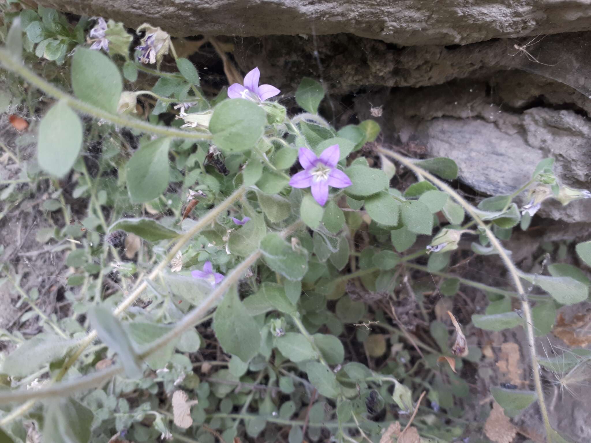 Image of Campanula mollis L.