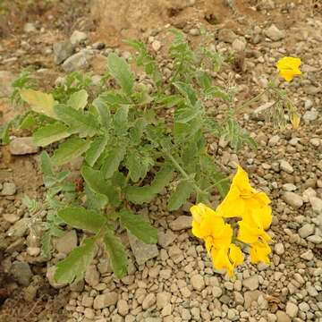 Image of Peruvian nightshade