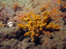 Image of branching sponge