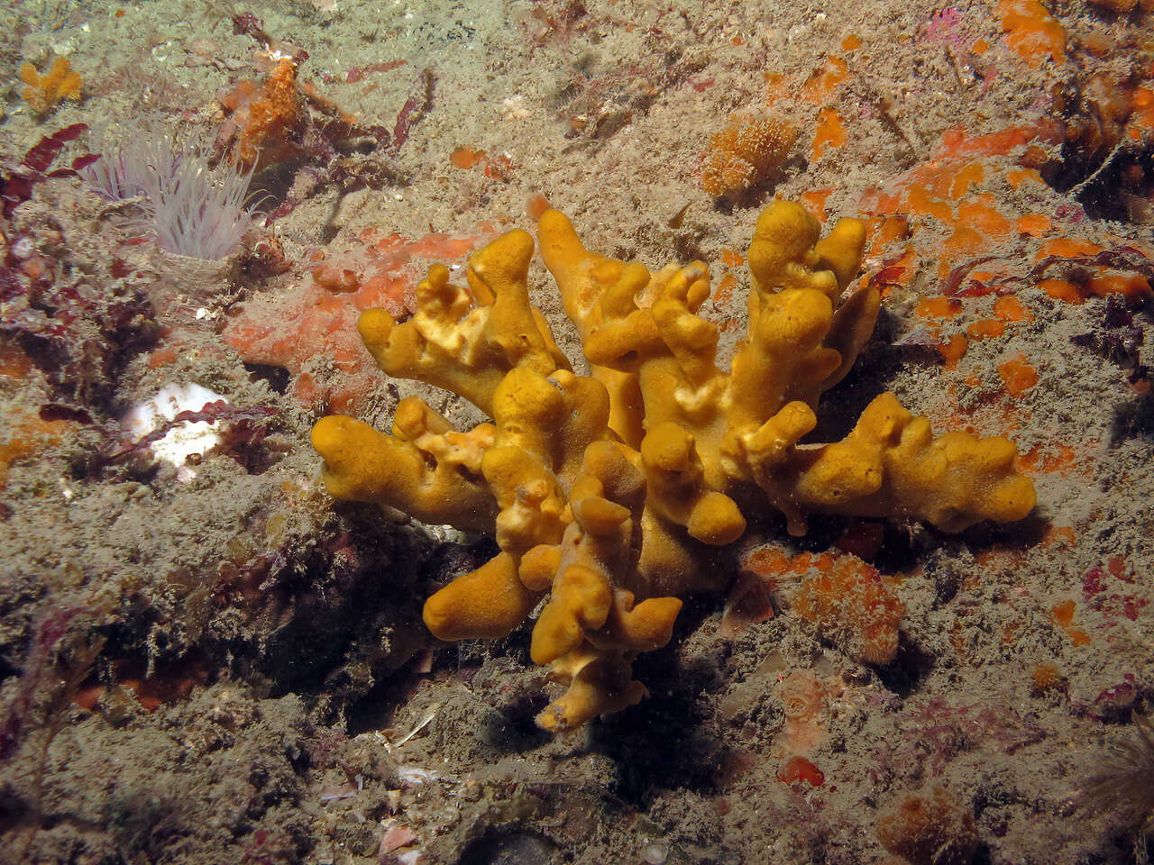 Image of branching sponge